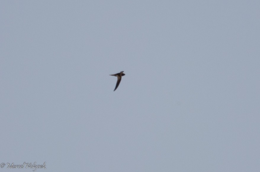 African Swift - ML531317951