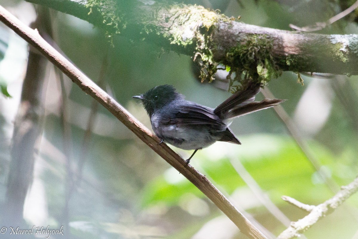 White-bellied Crested Flycatcher - Marcel Holyoak