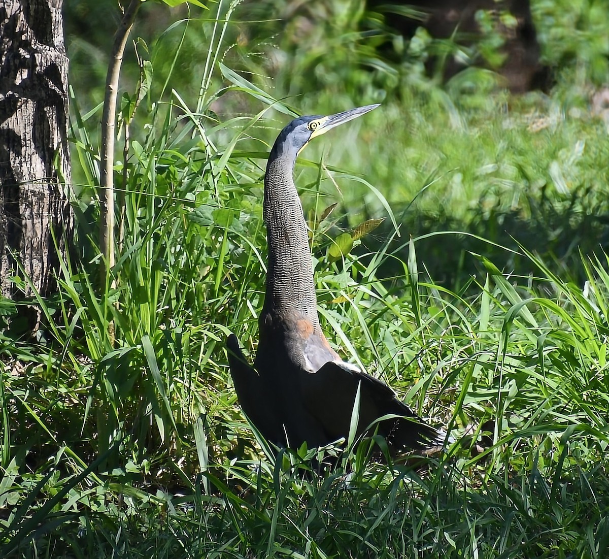 Bare-throated Tiger-Heron - ML531319171