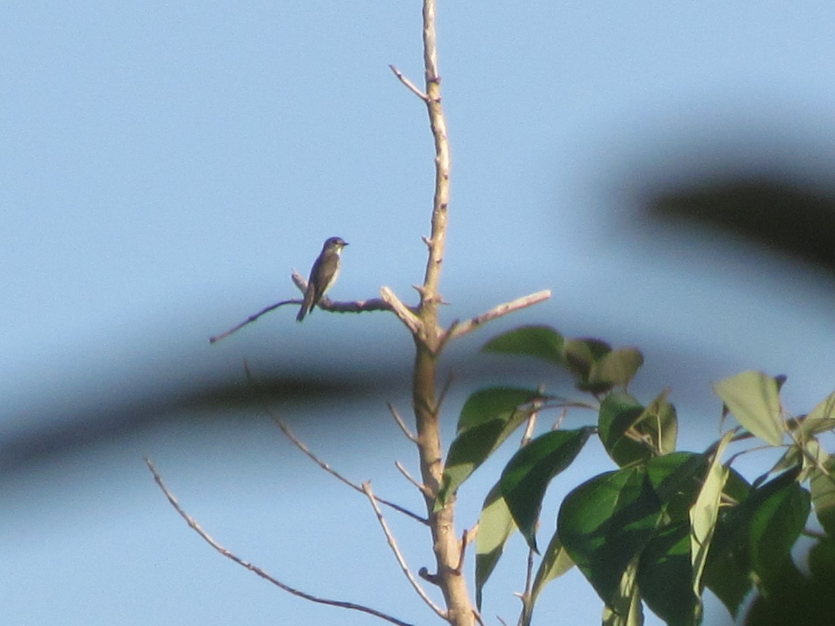 Gray-streaked Flycatcher - ML531319271