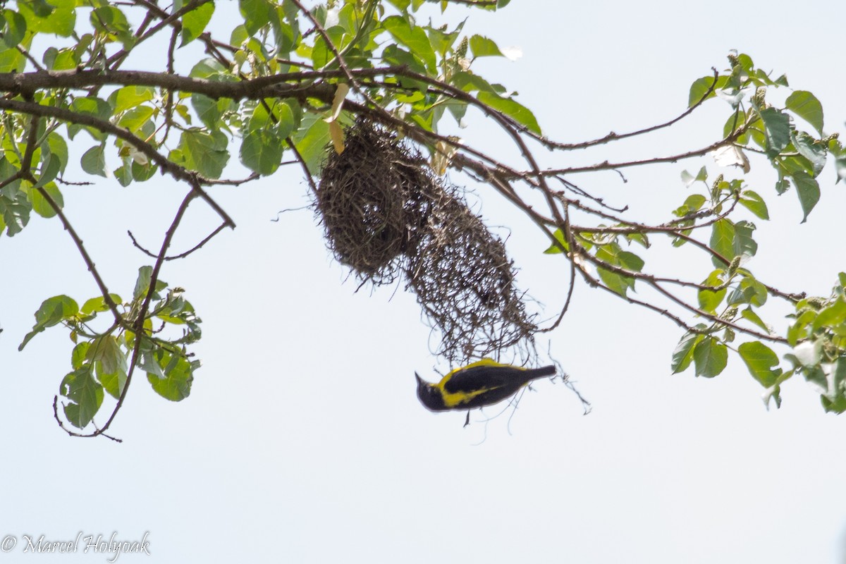 Brown-capped Weaver - ML531319311