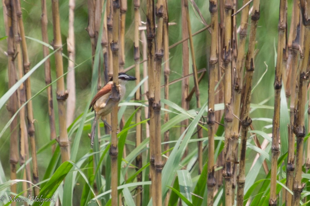 Marsh Tchagra - ML531319631