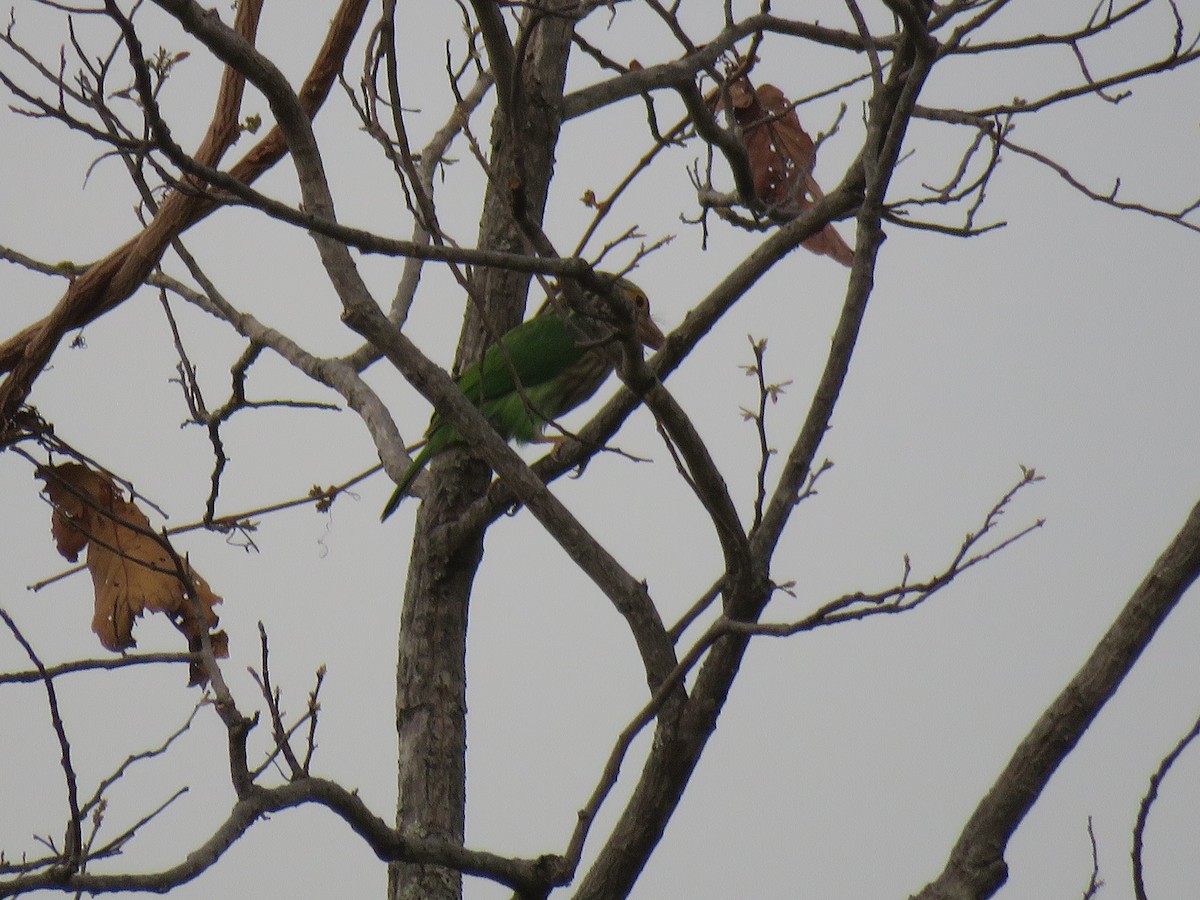 Lineated Barbet - Thomas Brooks