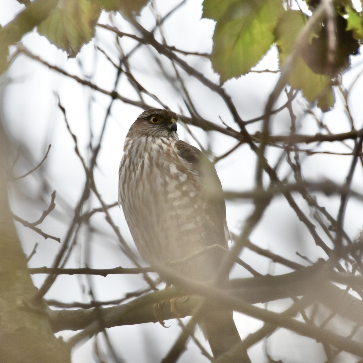 Sharp-shinned Hawk - ML531319751