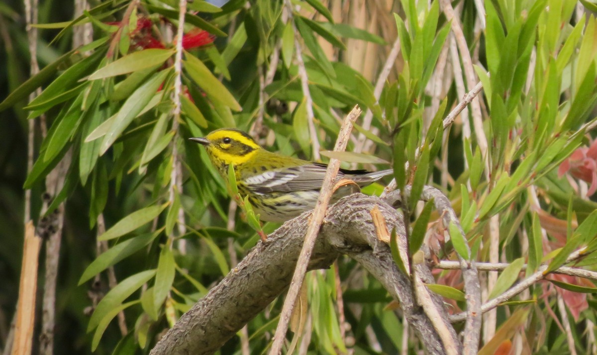 Townsend's Warbler - ML531319861