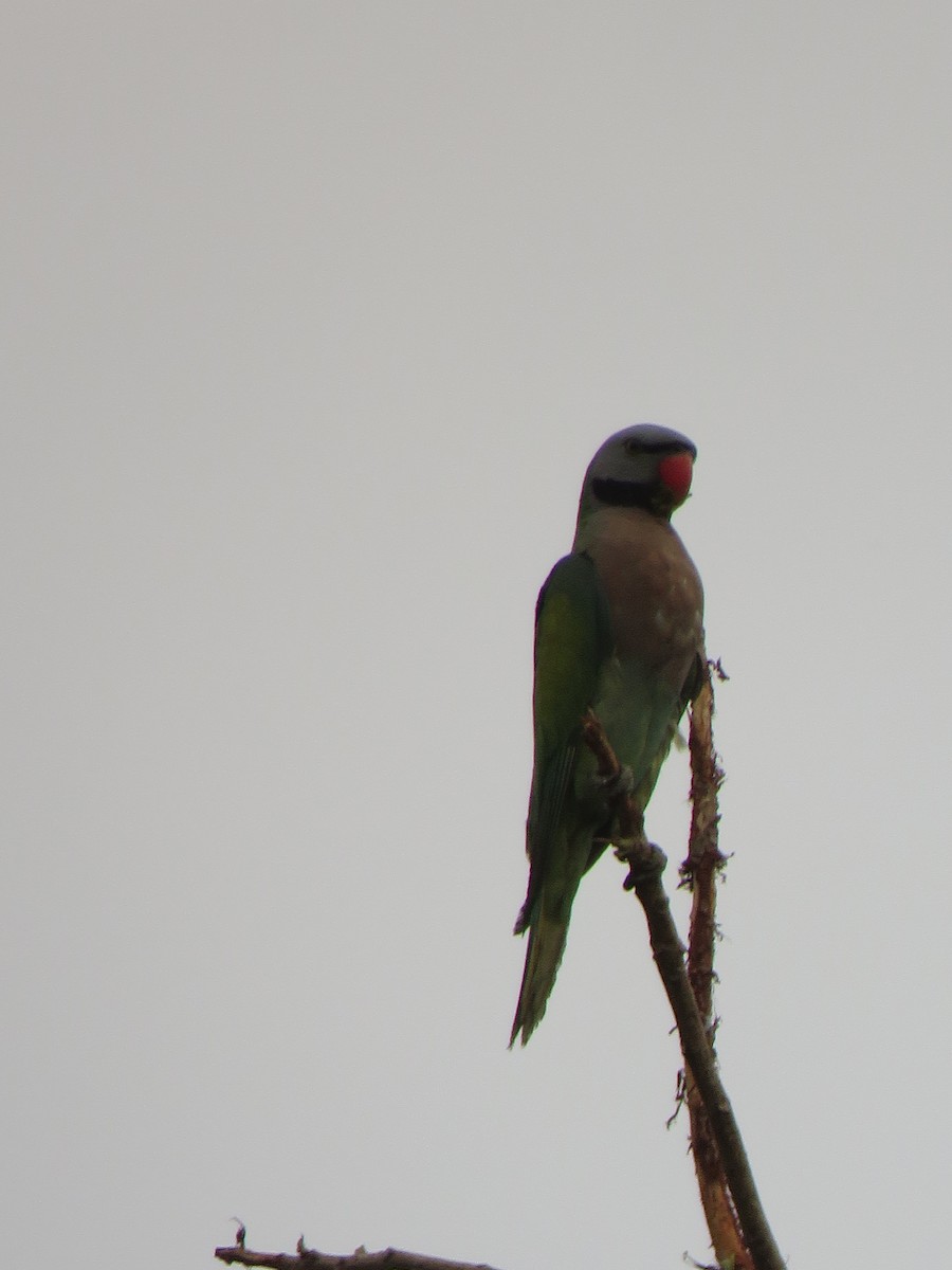 Red-breasted Parakeet - ML53132031