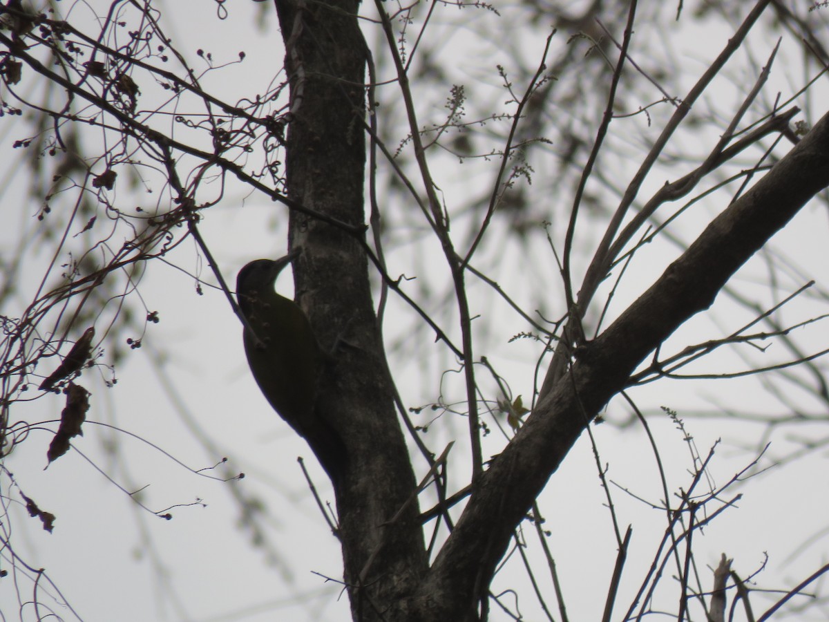 Gray-headed Woodpecker - Thomas Brooks