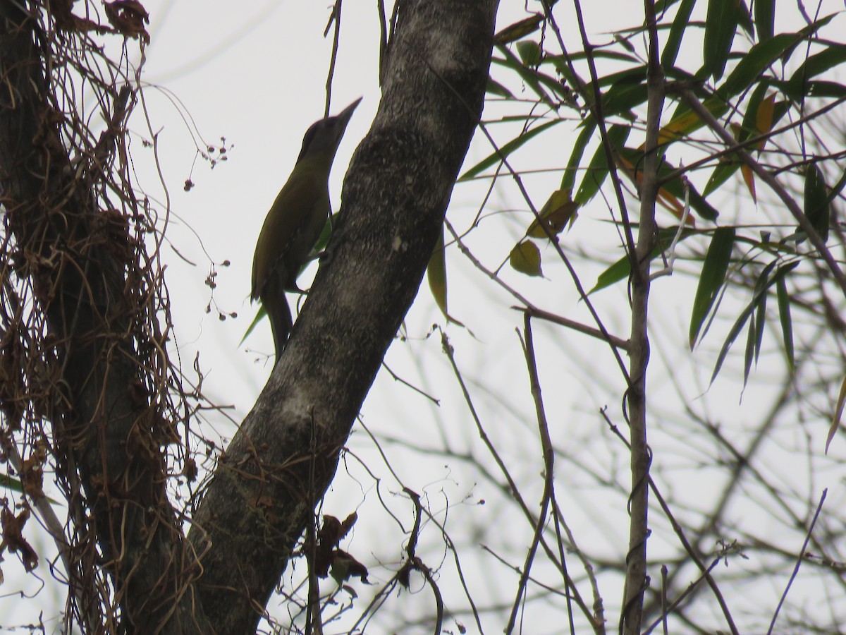 Gray-headed Woodpecker - Thomas Brooks