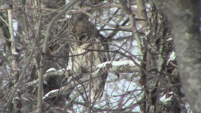 Barred Owl - ML531322581