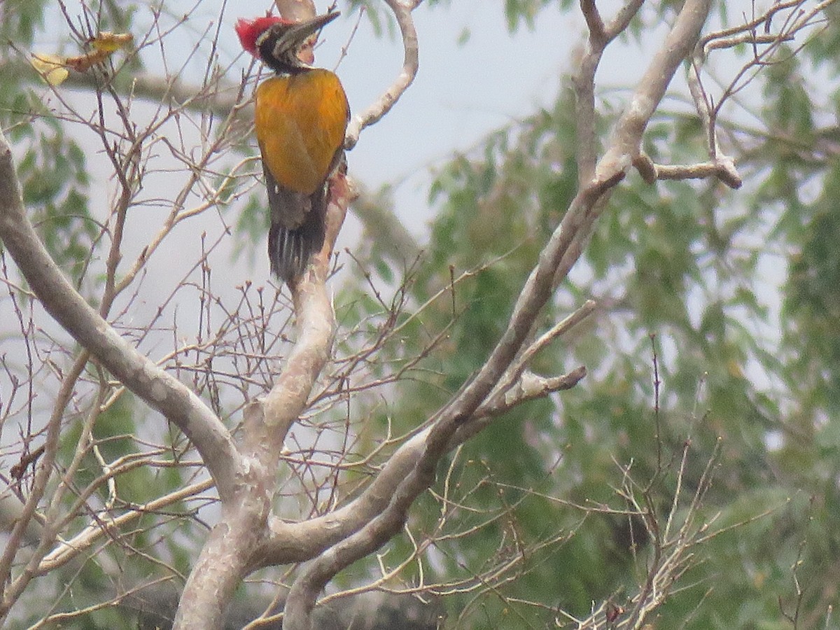 Greater Flameback - Thomas Brooks