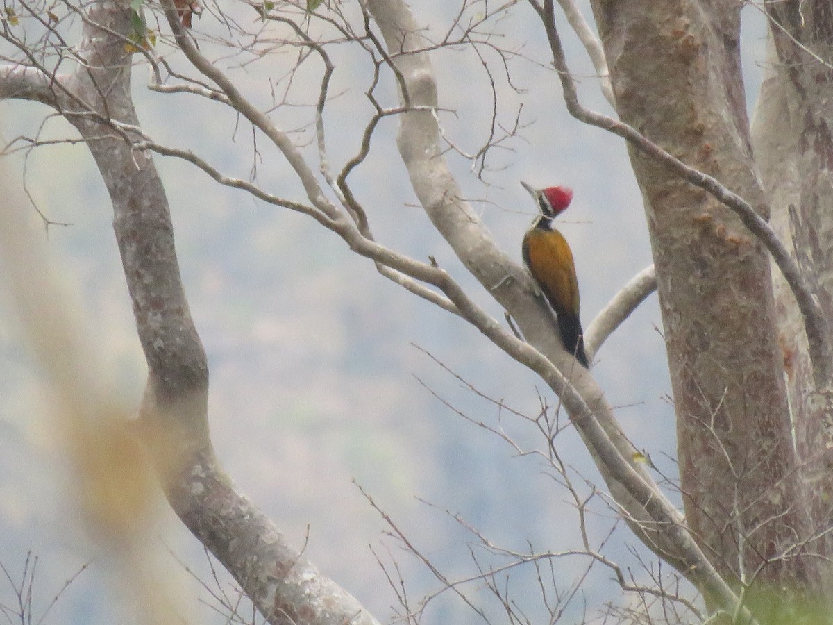 Greater Flameback - Thomas Brooks