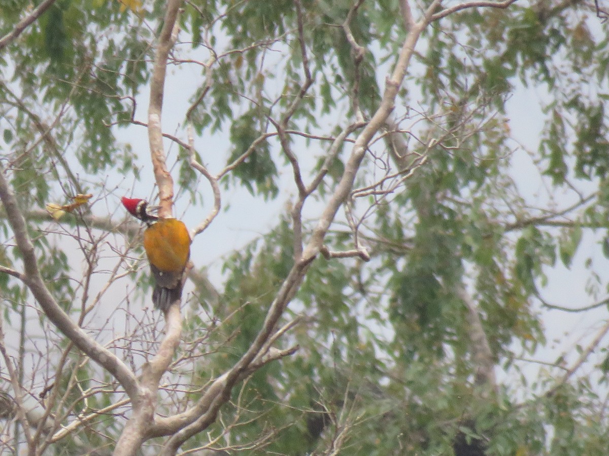 Greater Flameback - Thomas Brooks