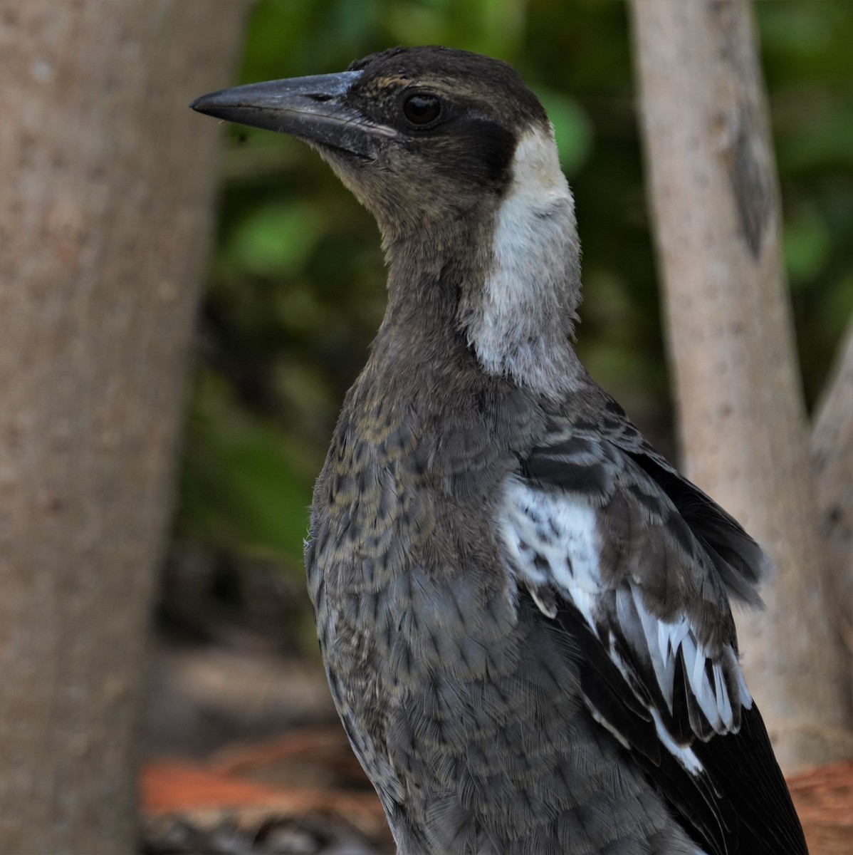 Australian Magpie - ML531324511