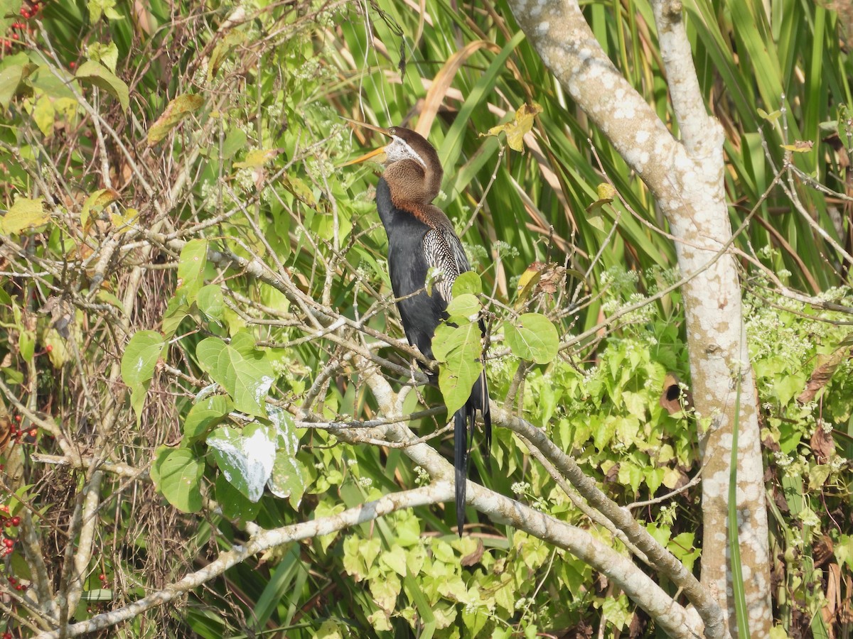 Oriental Darter - Shirish Maharjan