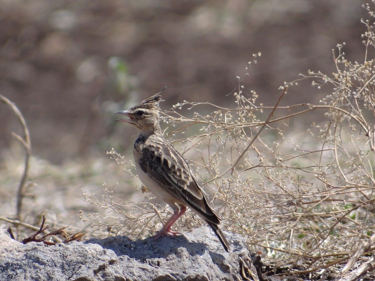 Tawny Lark - ML531326491