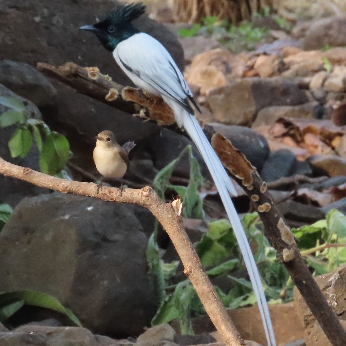 Indian Paradise-Flycatcher - Vineeta Dixit