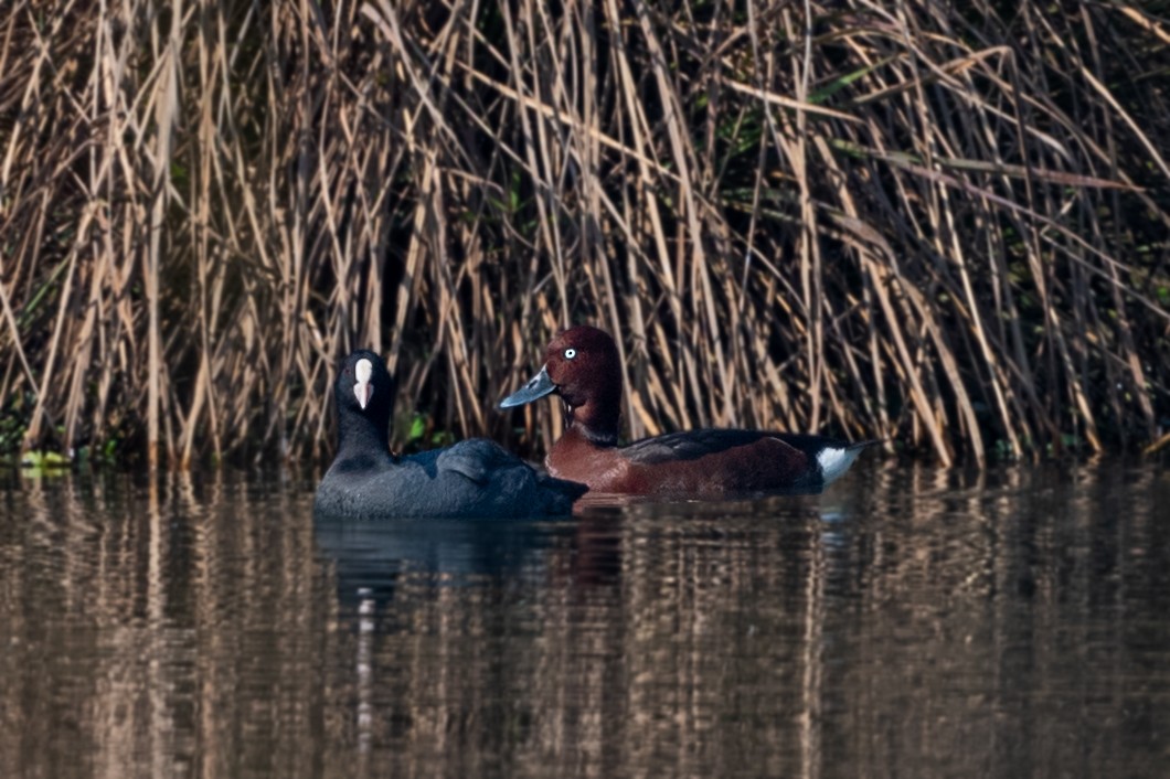 Ferruginous Duck - ML531329211