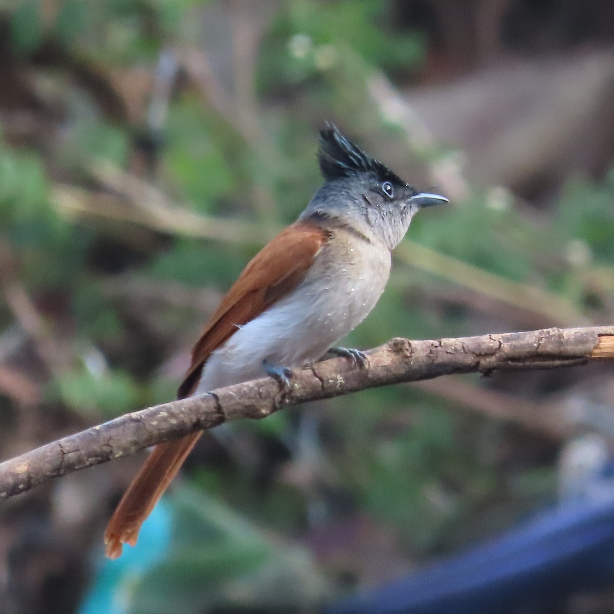 Indian Paradise-Flycatcher - ML531330051