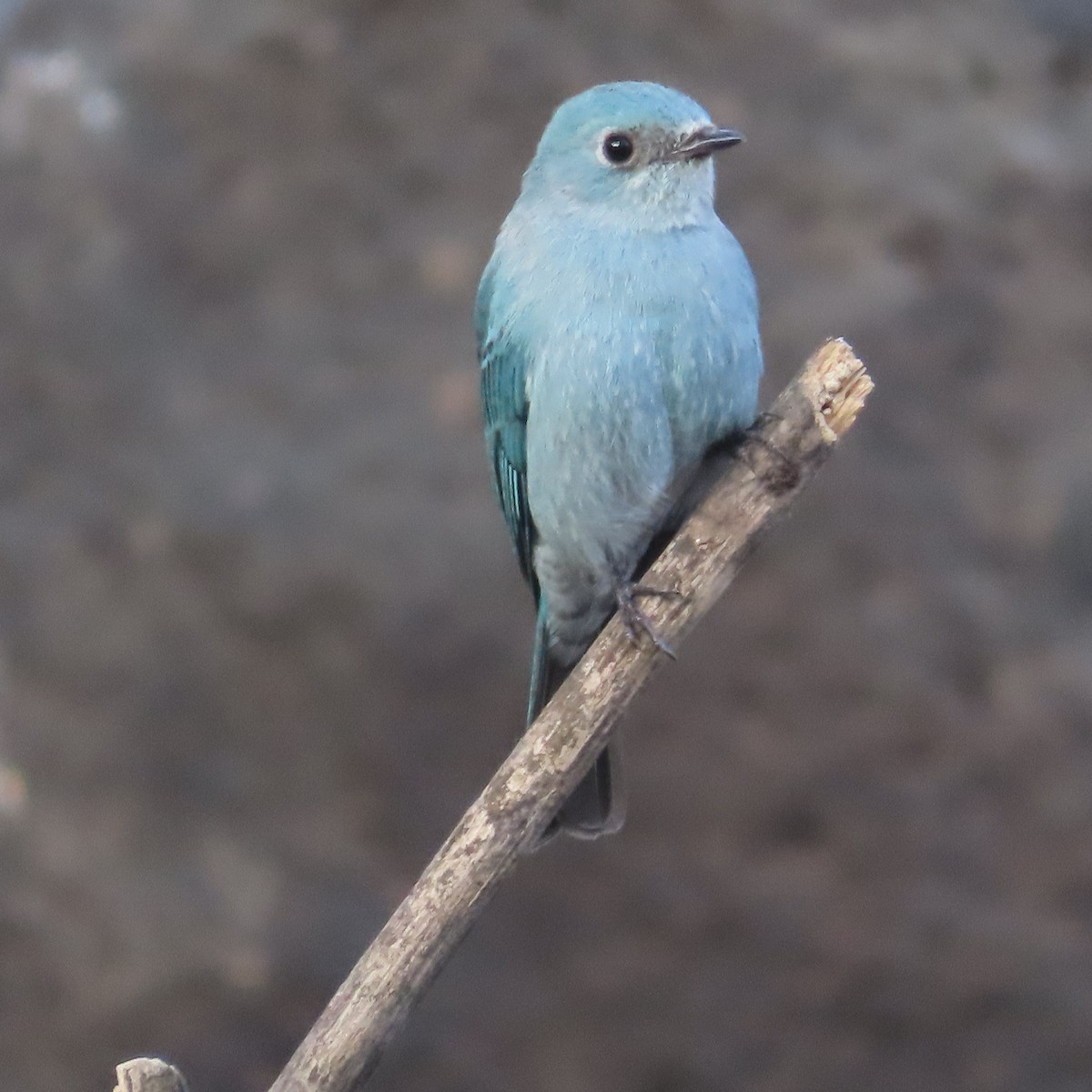 Verditer Flycatcher - Vineeta Dixit