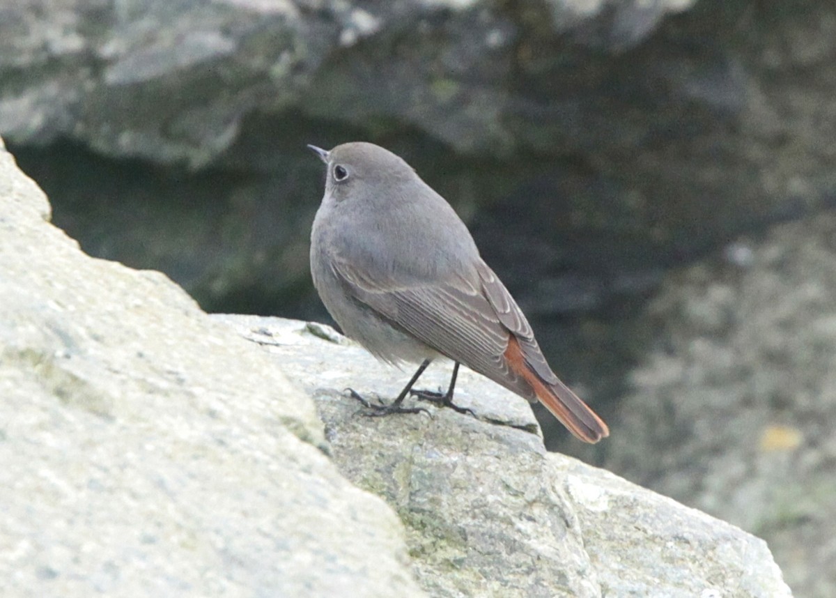 Black Redstart - Brame Thrandon