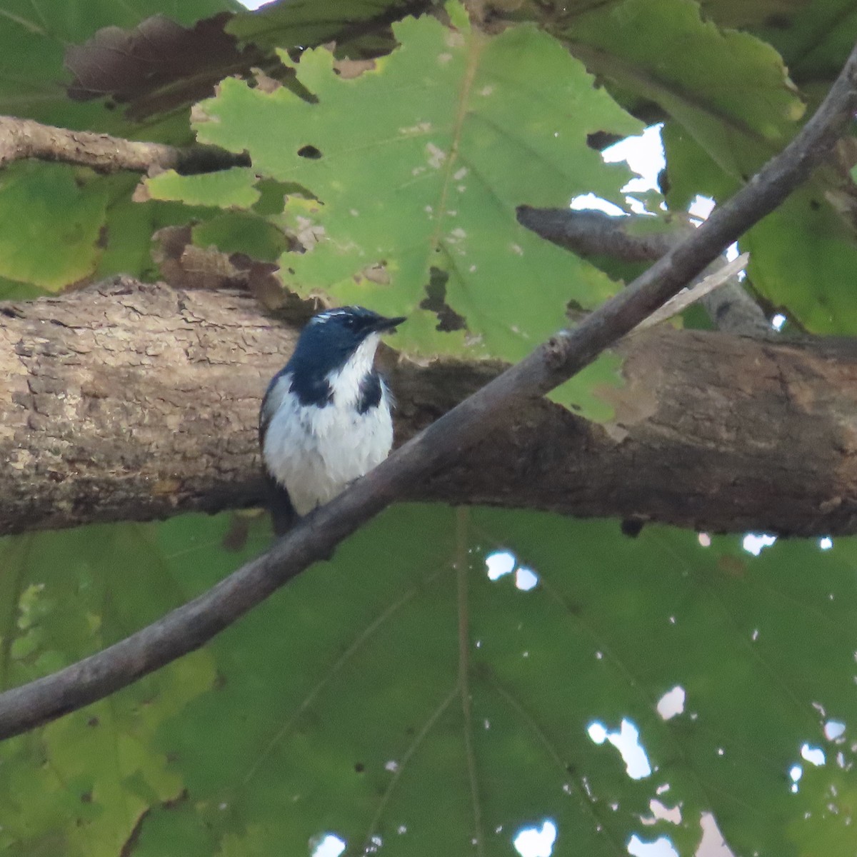 Ultramarine Flycatcher - ML531330231