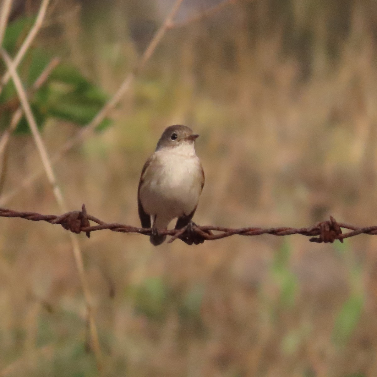 Asian Brown Flycatcher - ML531330471