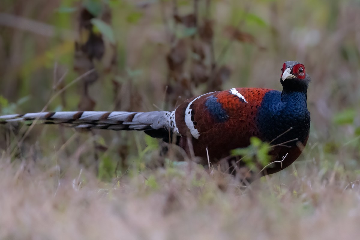 Mrs. Hume's Pheasant - Julie Edgley