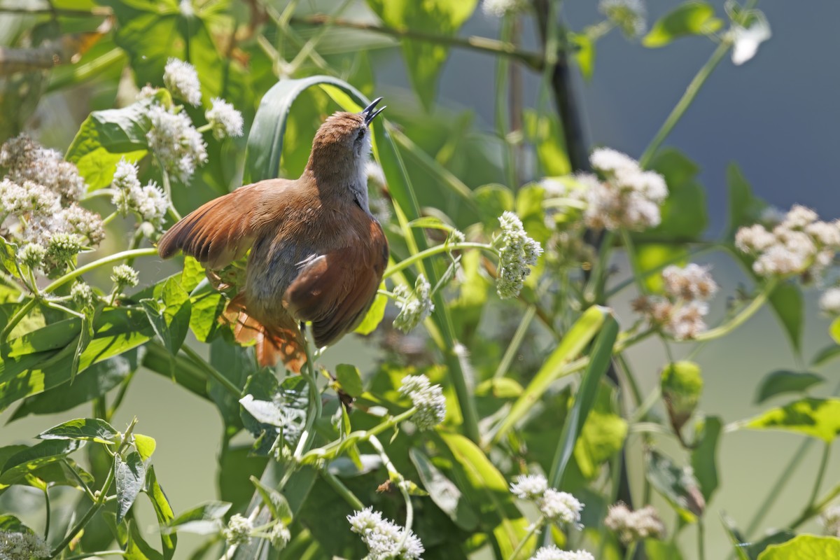 Yellow-chinned Spinetail - ML531331351