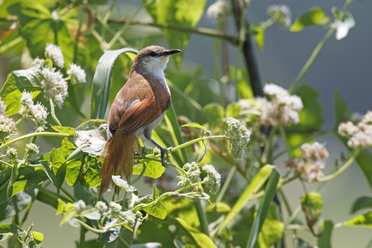 Yellow-chinned Spinetail - ML531331361