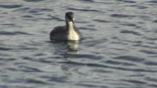 Red-necked Grebe - ML531331801