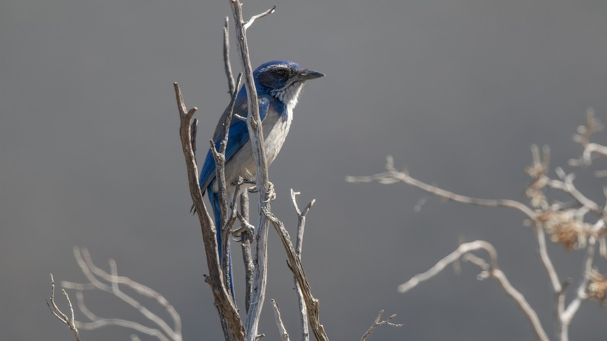 California Scrub-Jay - ML531332091