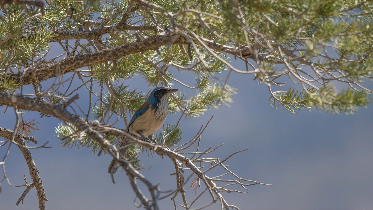 California Scrub-Jay - ML531332131