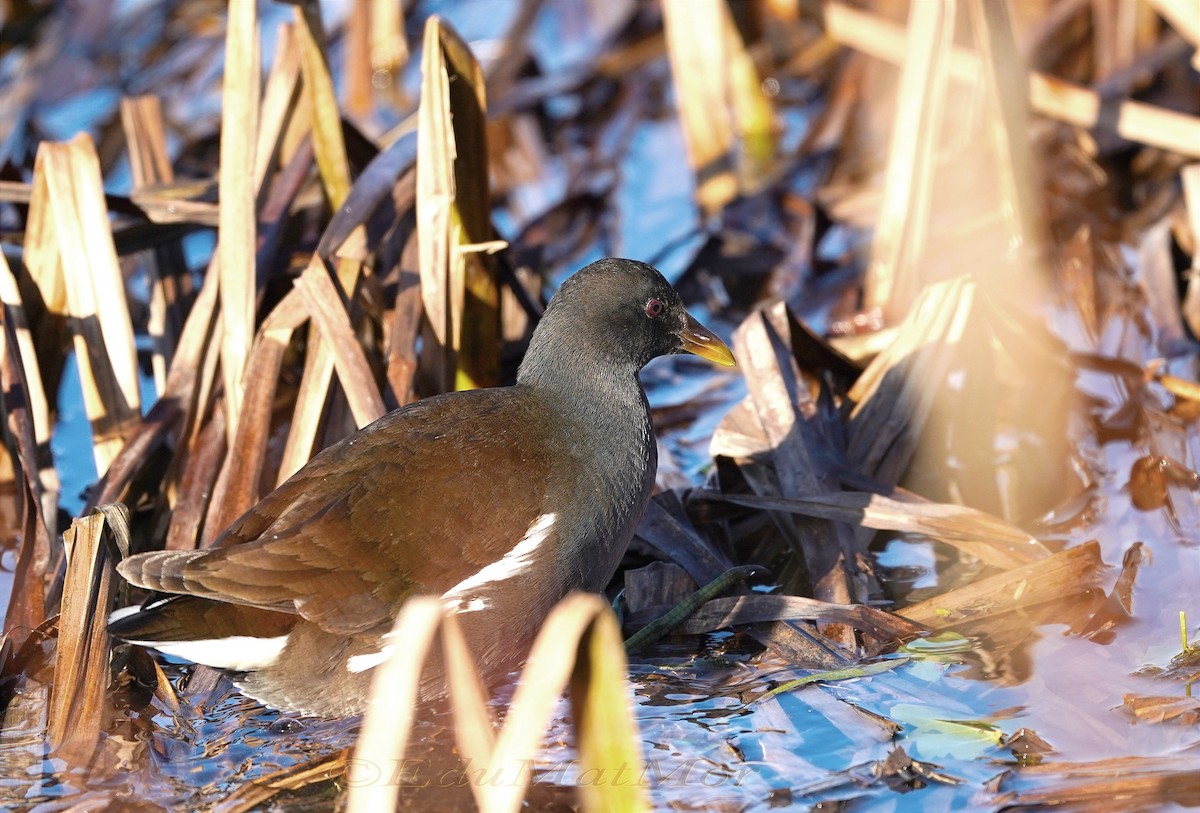 Eurasian Moorhen - ML531332521