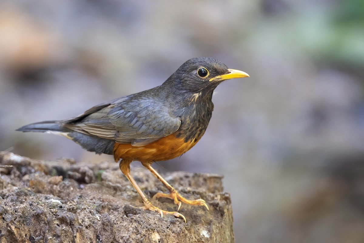 Black-breasted Thrush - ML531332711