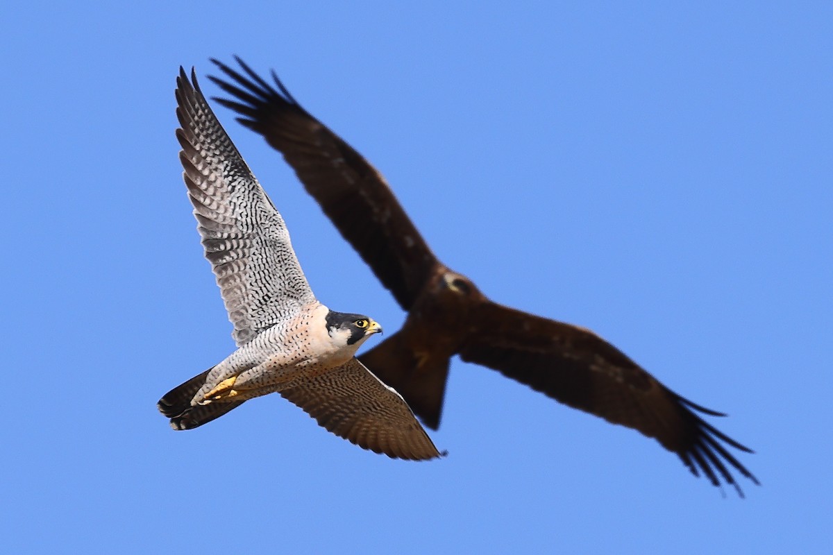 Peregrine Falcon - Kakul Paul