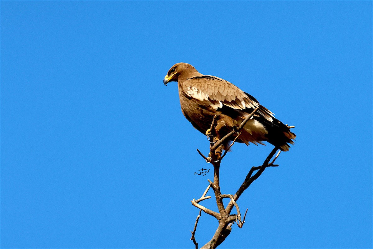 Steppe Eagle - ML531333671