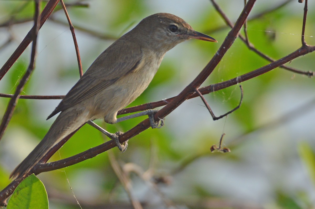 ML531334291 - Clamorous Reed Warbler - Macaulay Library