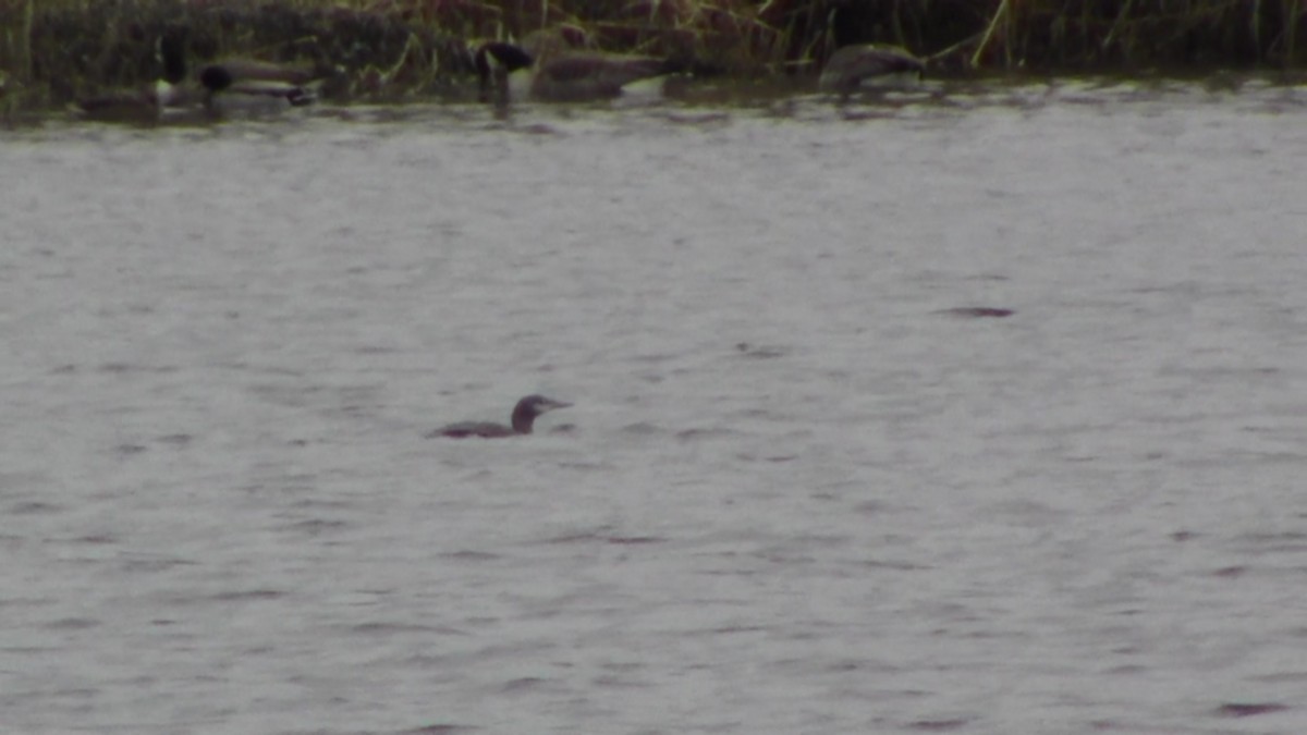 Red-throated Loon - ML531334731