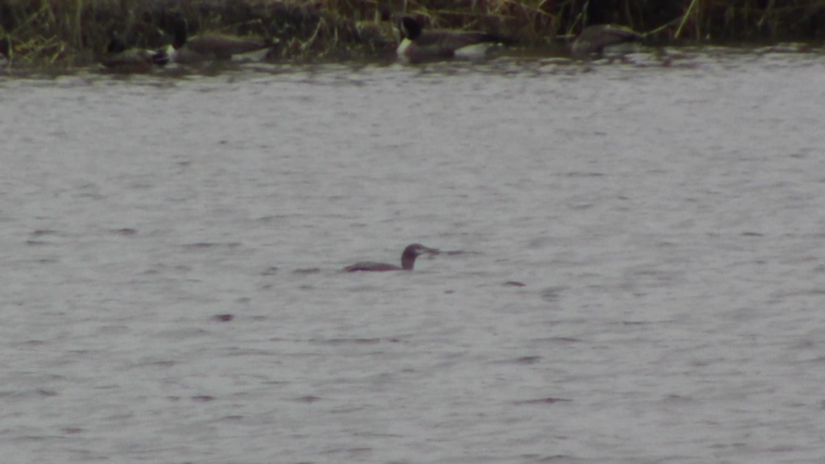 Red-throated Loon - ML531334741