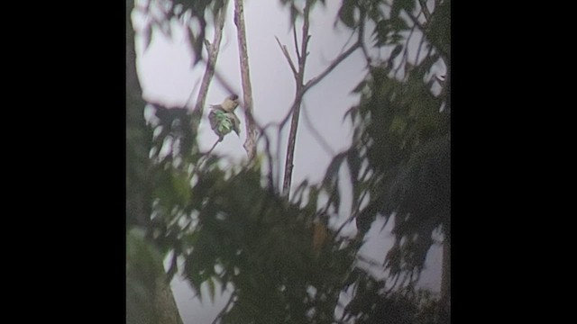 papoušek zelenobřichý - ML531335221