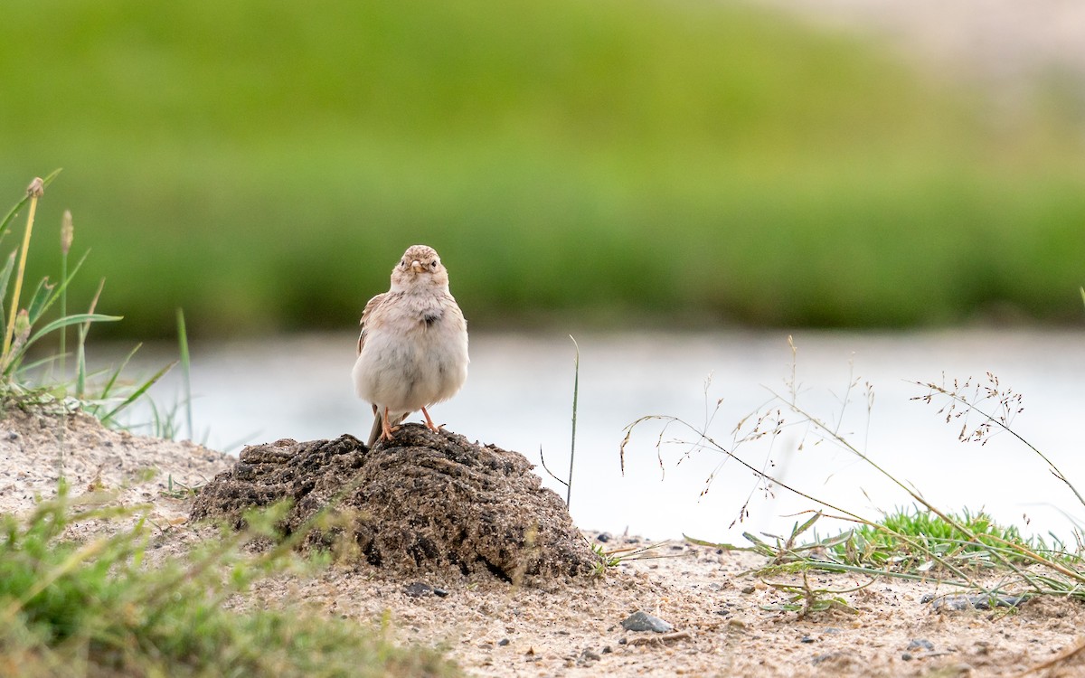 Asian Short-toed Lark - Andy Lee