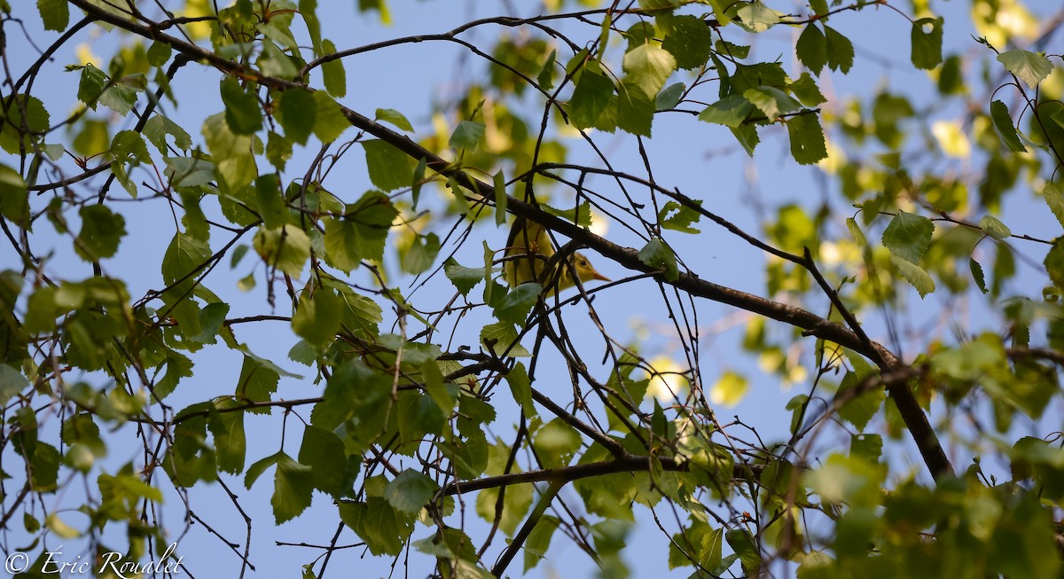 Icterine Warbler - Eric Francois Roualet