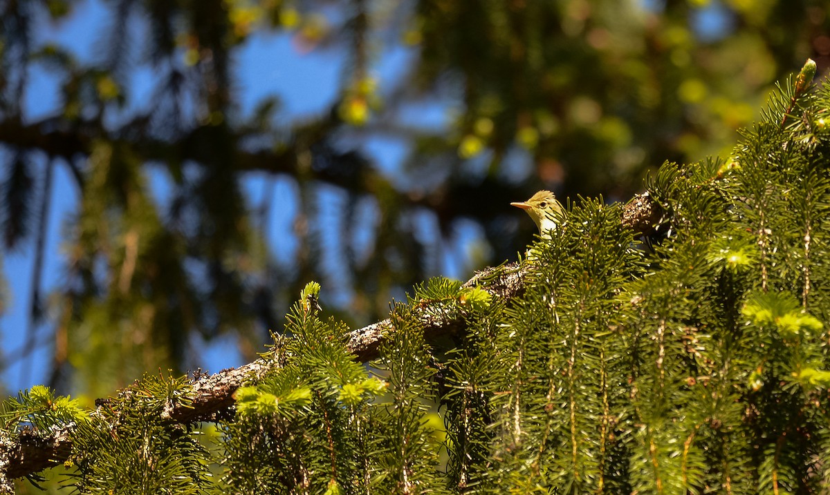 Icterine Warbler - ML531335451