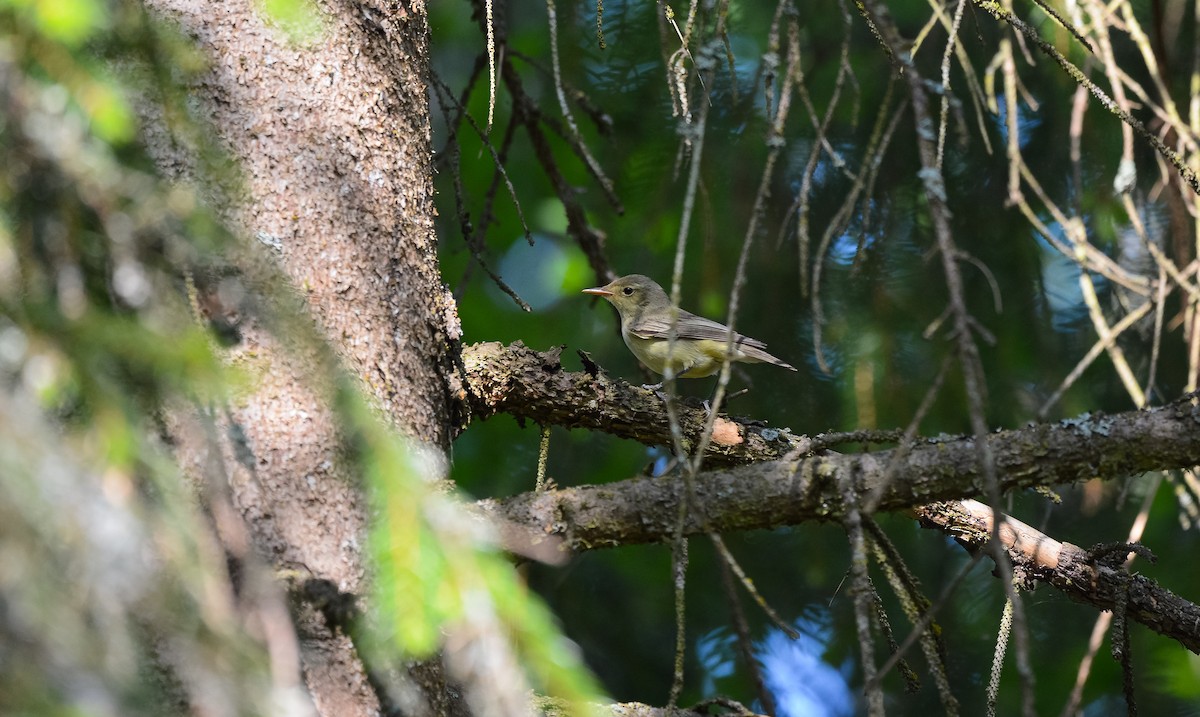 Icterine Warbler - ML531335461