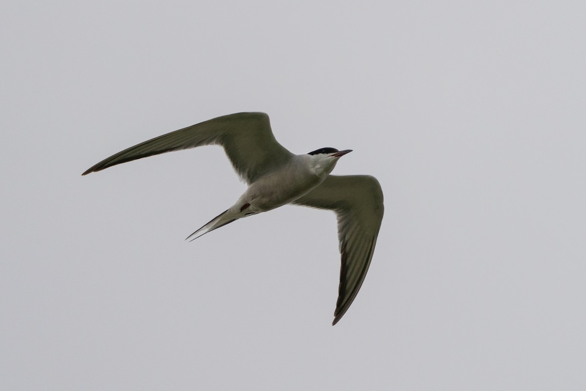 Common Tern - ML531335471