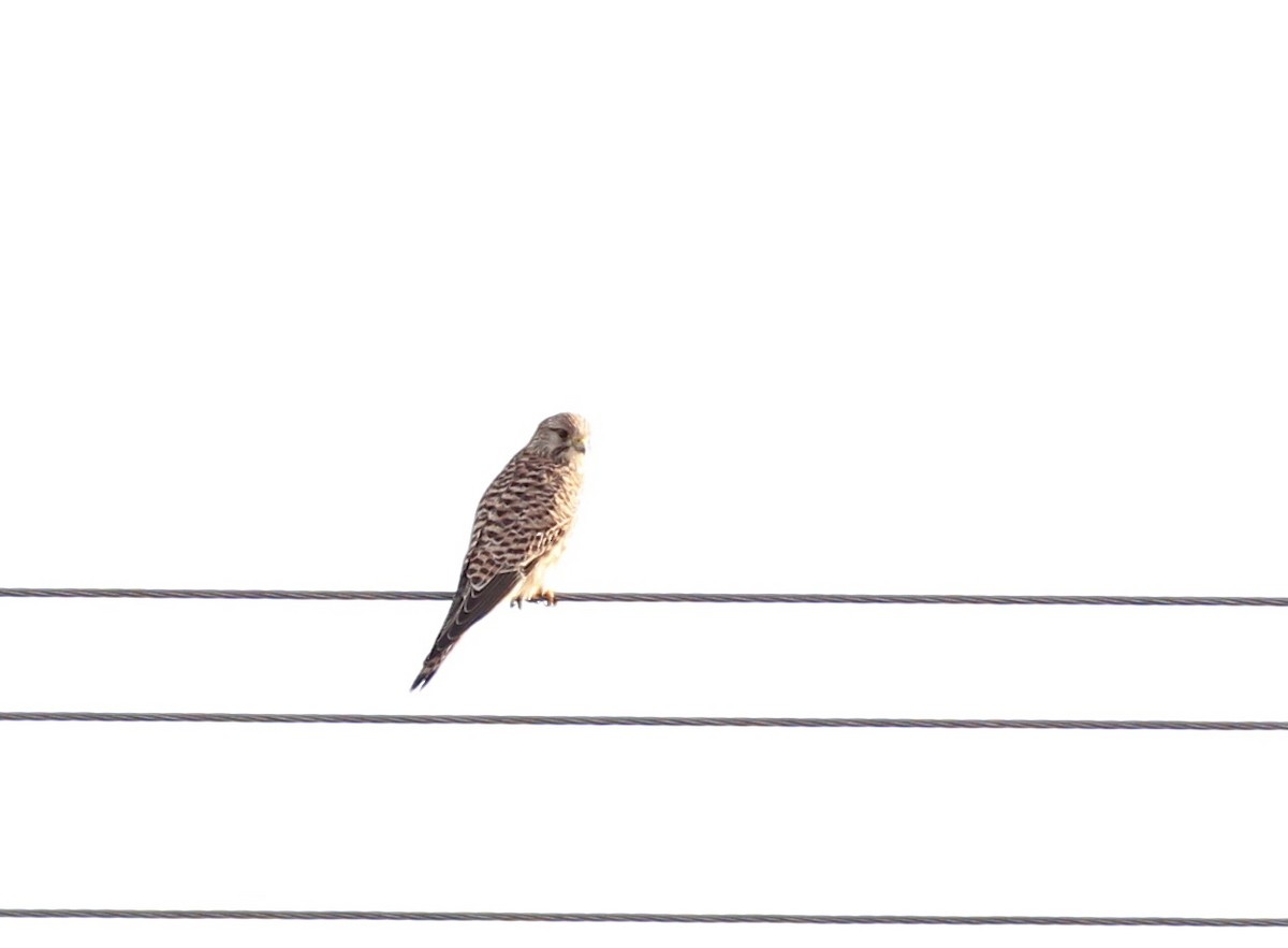 Eurasian Kestrel - ML531335671