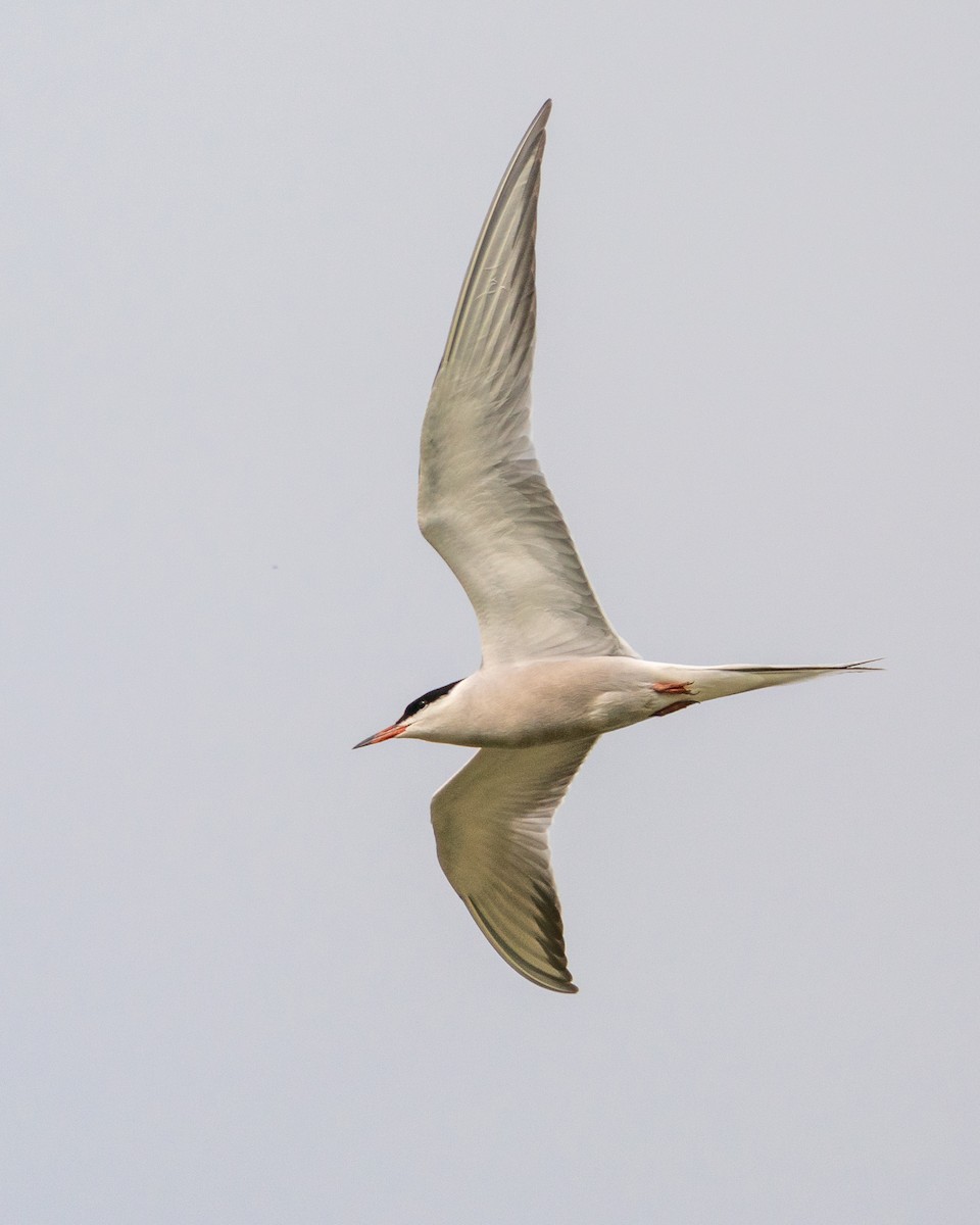 Common Tern - ML531335681
