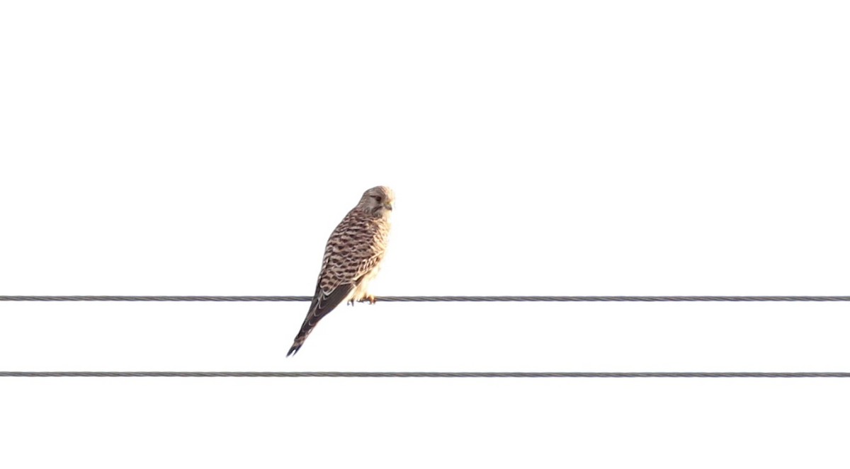 Eurasian Kestrel - ML531335691