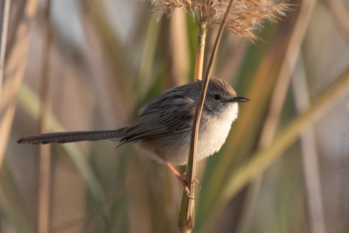 Delicate Prinia - Muhammad Alhujeli
