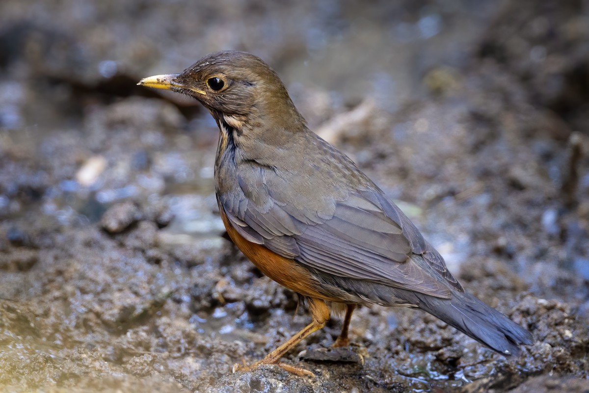 Black-breasted Thrush - ML531337651